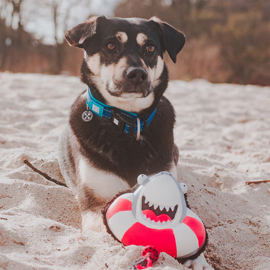 Juguete Snuggles - Frenzy the Shark