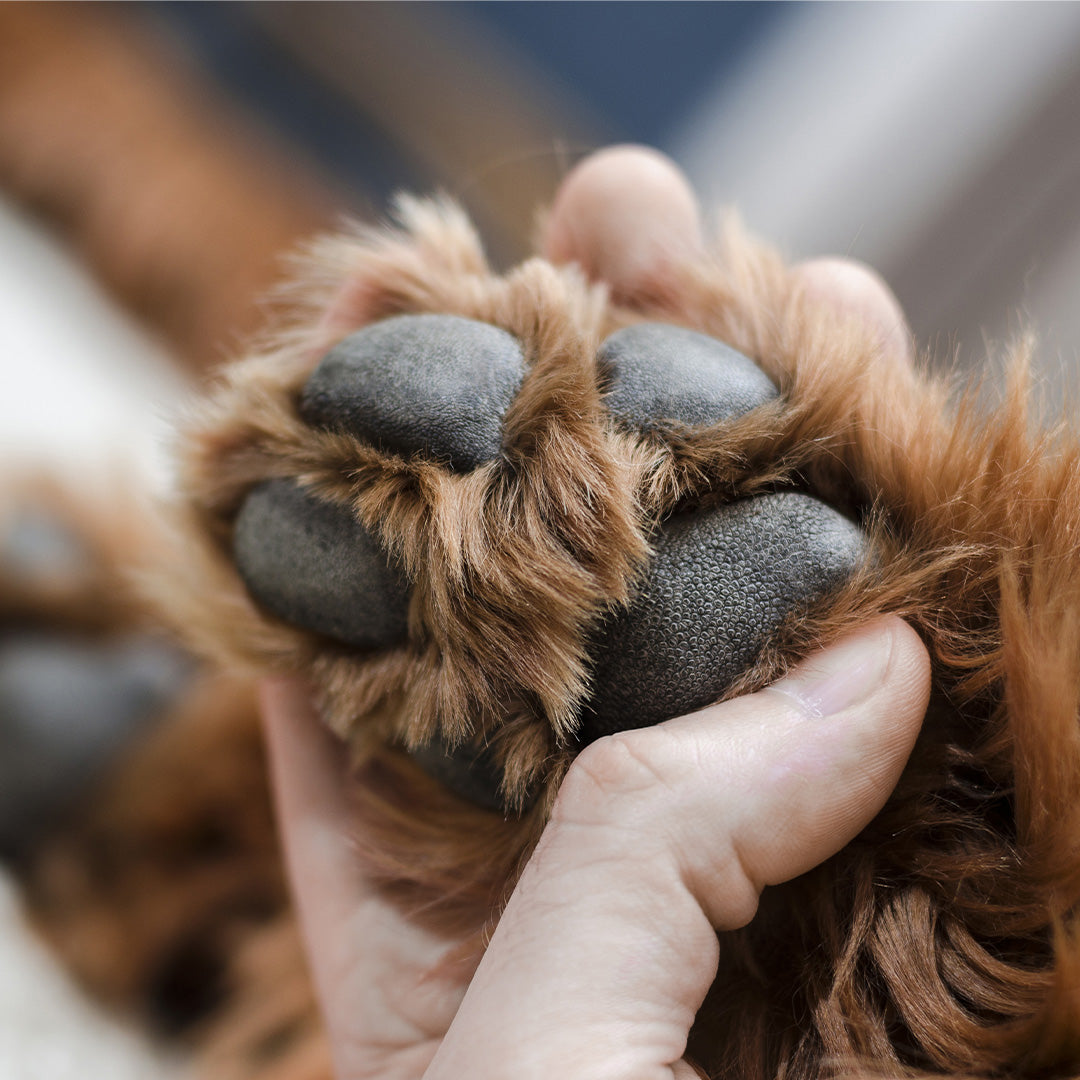 Bálsamo para las patas, Pawfection, 50g