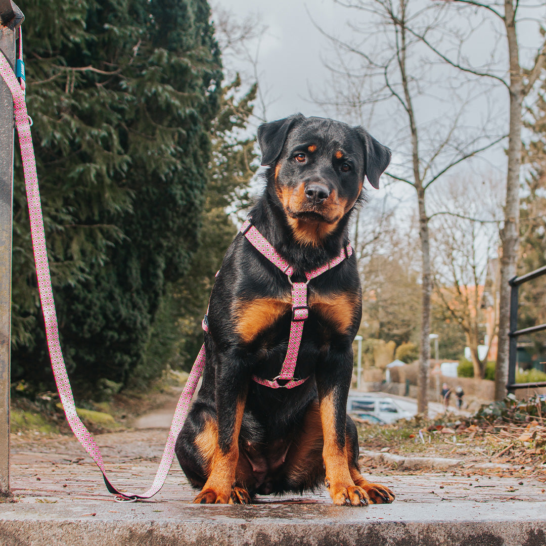 Arnés H - Retro Pink